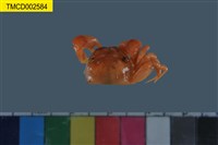 藏品(雙扇股窗蟹)的圖片